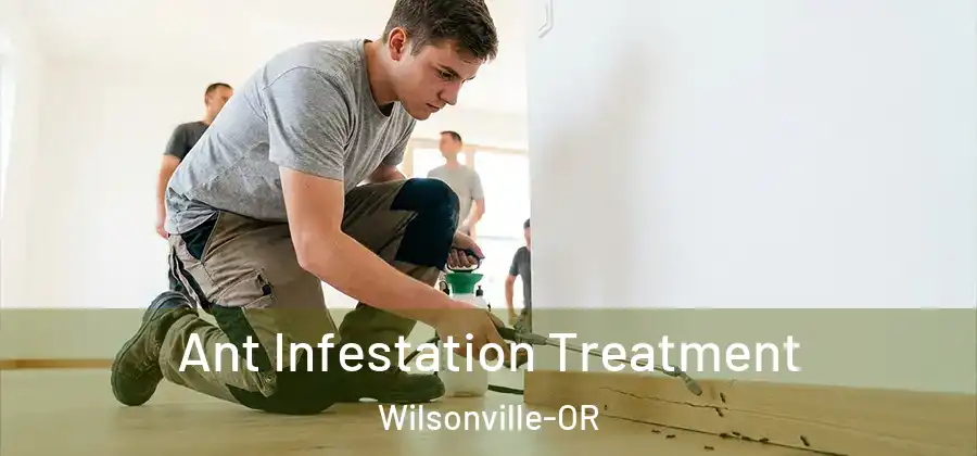 Ant Infestation Treatment Wilsonville-OR