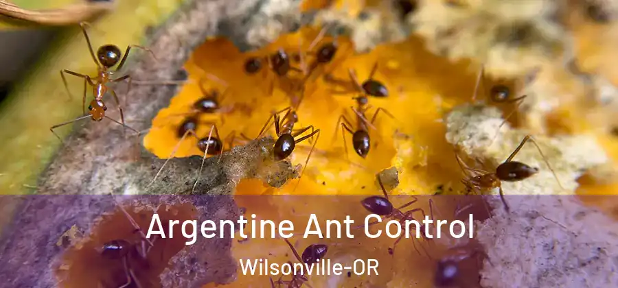 Argentine Ant Control Wilsonville-OR