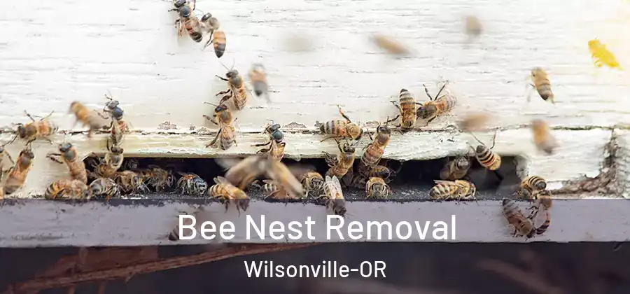 Bee Nest Removal Wilsonville-OR