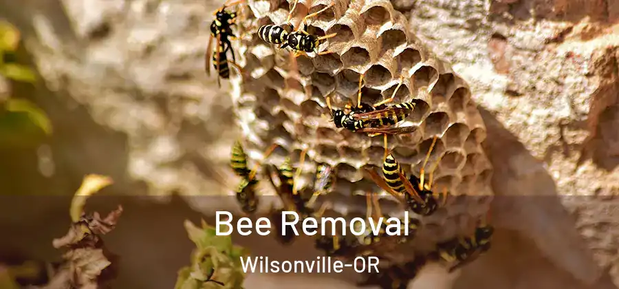 Bee Removal Wilsonville-OR
