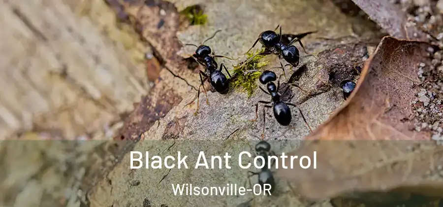 Black Ant Control Wilsonville-OR