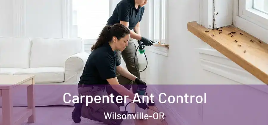  Carpenter Ant Control Wilsonville-OR