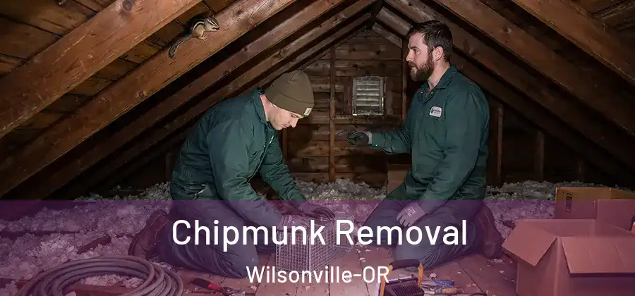 Chipmunk Removal Wilsonville-OR