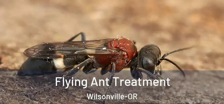 Flying Ant Treatment Wilsonville-OR