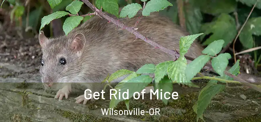 Get Rid of Mice Wilsonville-OR