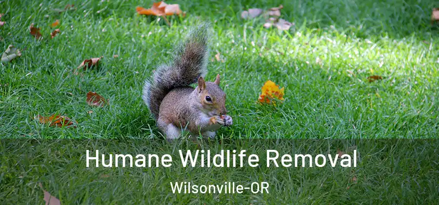 Humane Wildlife Removal Wilsonville-OR
