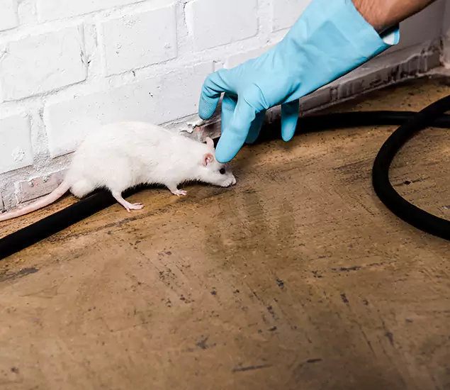 Trusted Mouse Exterminator: Your Rodent Control Company in Wilsonville, OR