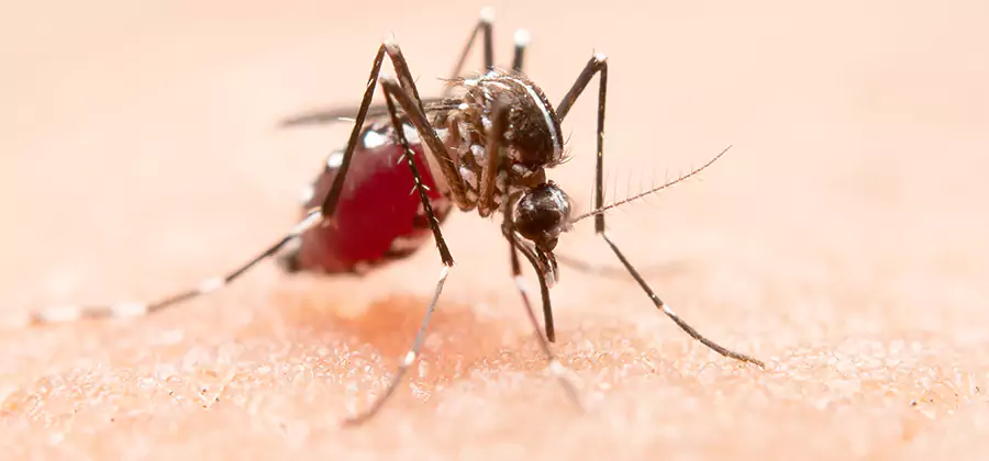 Pond Mosquito Control and Water Treatment in Wilsonville