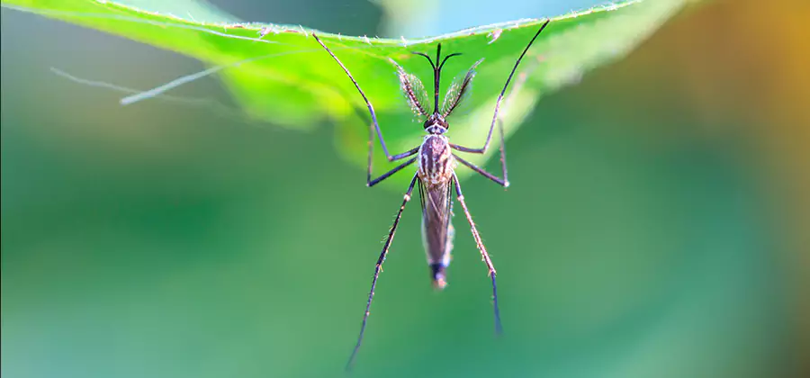 Home Defense Insect Killer in Wilsonville