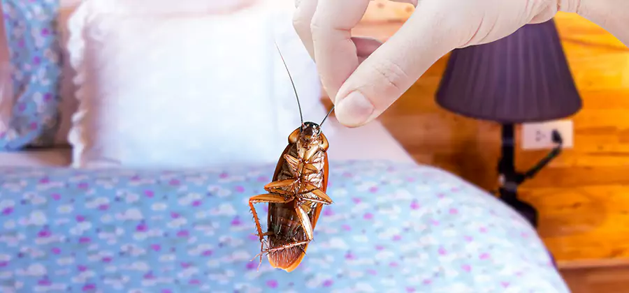 Bed Bug Inspection in Wilsonville