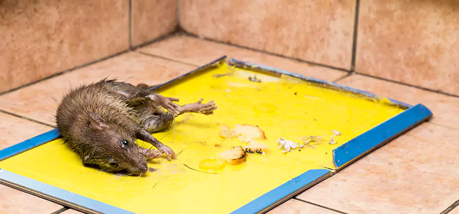 Rat Trapping Service In Wilsonville