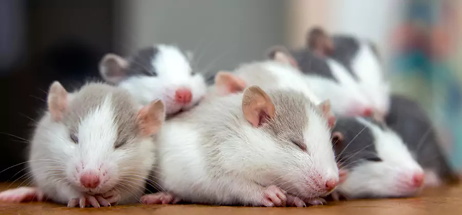 Rat Infestation Exclusion Service in Wilsonville