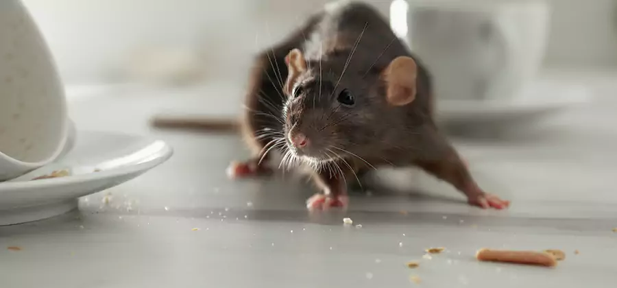 Attic Rat Exclusion Service in Wilsonville