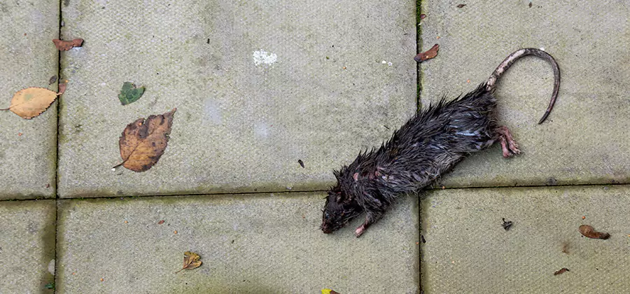 Rodent inspection service in Wilsonville