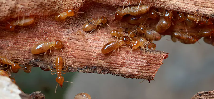 Perimeter Soil Termite Treatment in Wilsonville