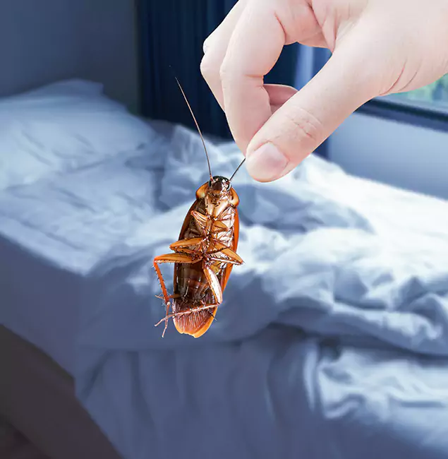Why Choose Wilsonville Pest Control Pro for Bed Bug Extermination in Wilsonville, OR?