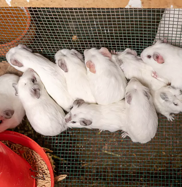 Why Choose Wilsonville Pest Control Pro for Rat Infestation in Wilsonville, OR?