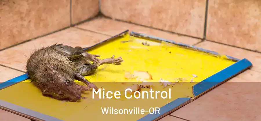  Mice Control Wilsonville-OR