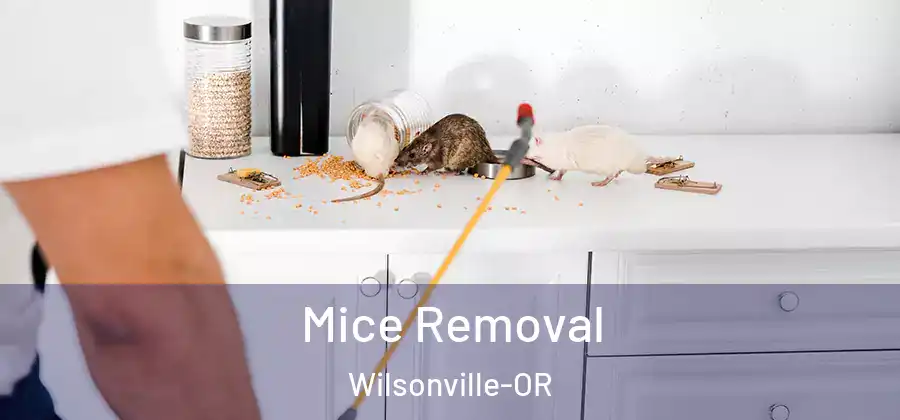  Mice Removal Wilsonville-OR