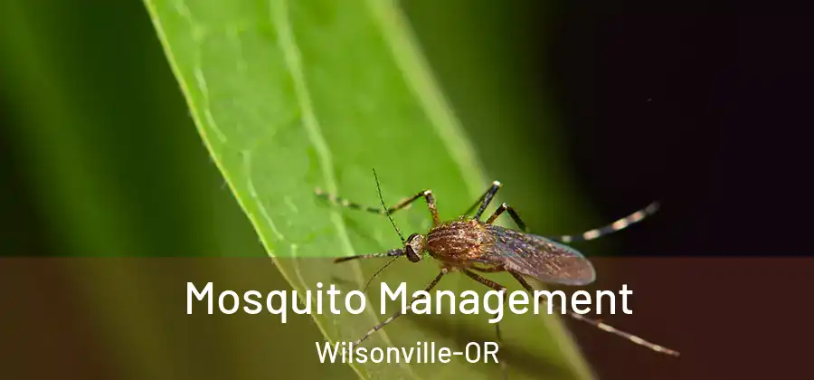 Mosquito Management Wilsonville-OR