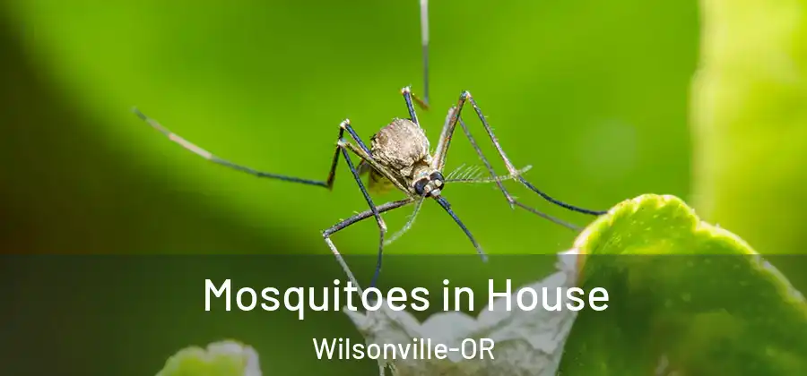  Mosquitoes in House Wilsonville-OR