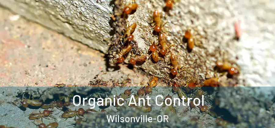 Organic Ant Control Wilsonville-OR