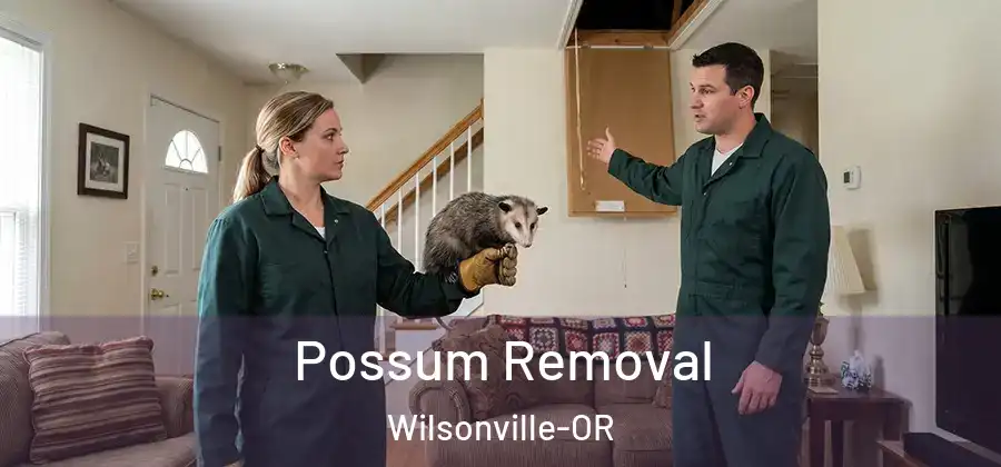 Possum Removal Wilsonville-OR