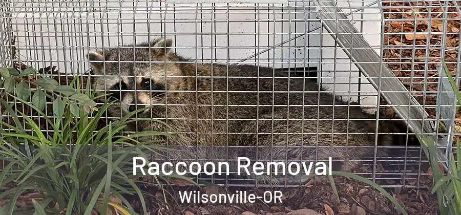 Raccoon Removal Wilsonville-OR