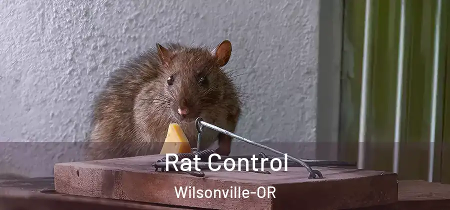 Rat Control Wilsonville-OR
