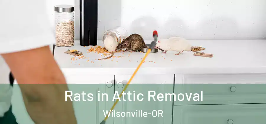 Rats in Attic Removal Wilsonville-OR