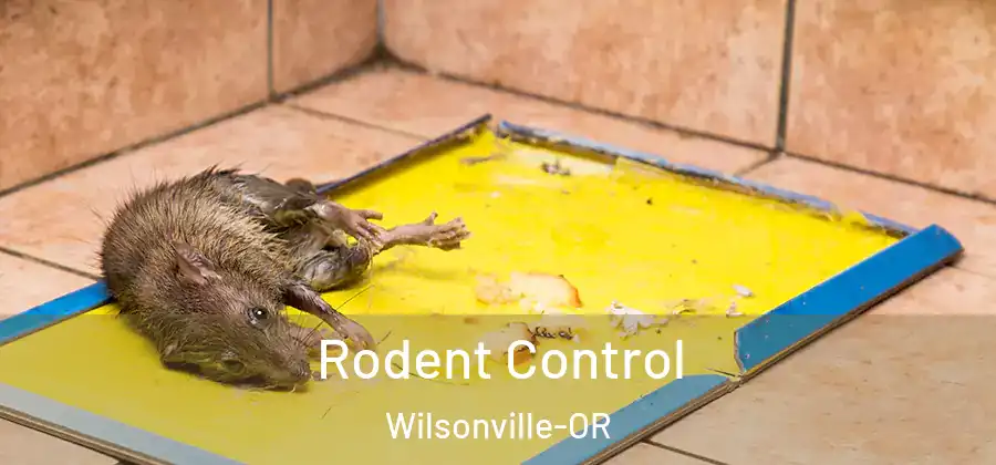 Rodent Control Wilsonville-OR
