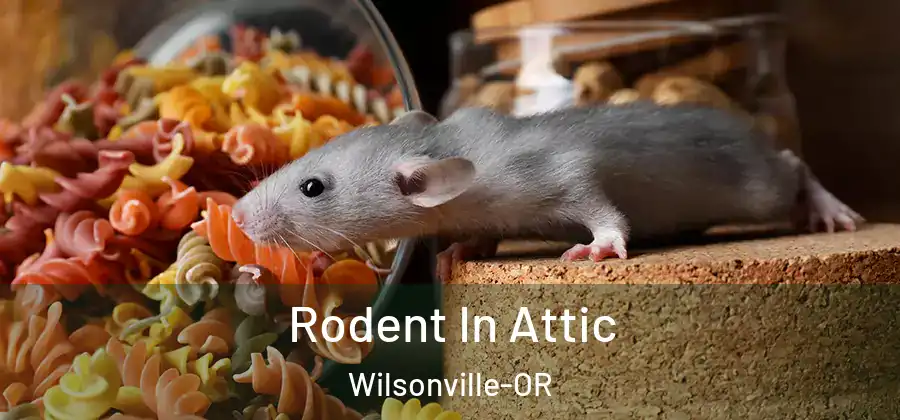Rodent In Attic Wilsonville-OR