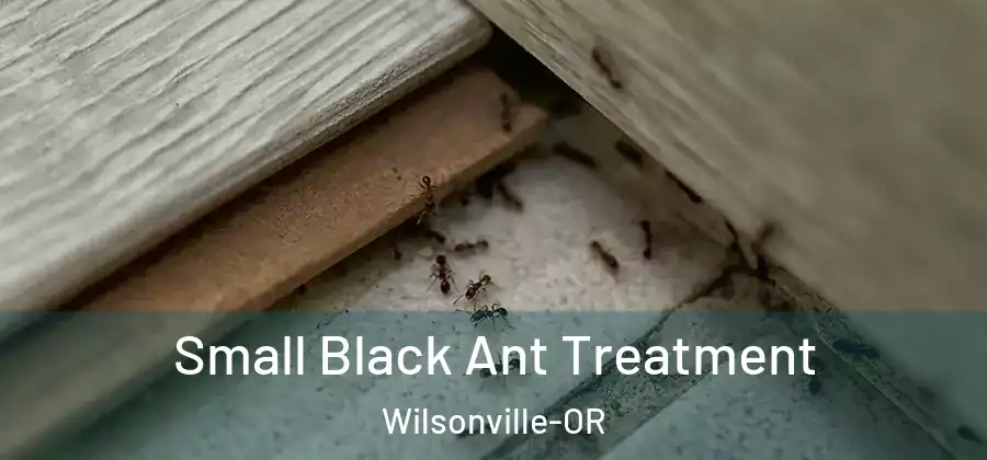 Small Black Ant Treatment Wilsonville-OR