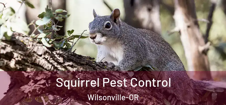 Squirrel Pest Control Wilsonville-OR