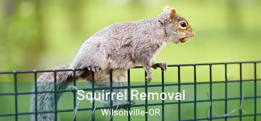 Squirrel Removal Wilsonville-OR