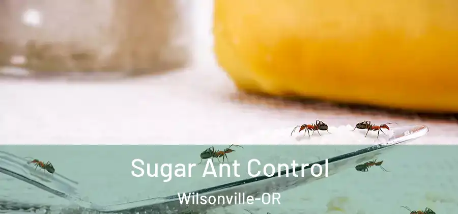 Sugar Ant Control Wilsonville-OR