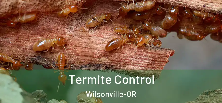  Termite Control Wilsonville-OR