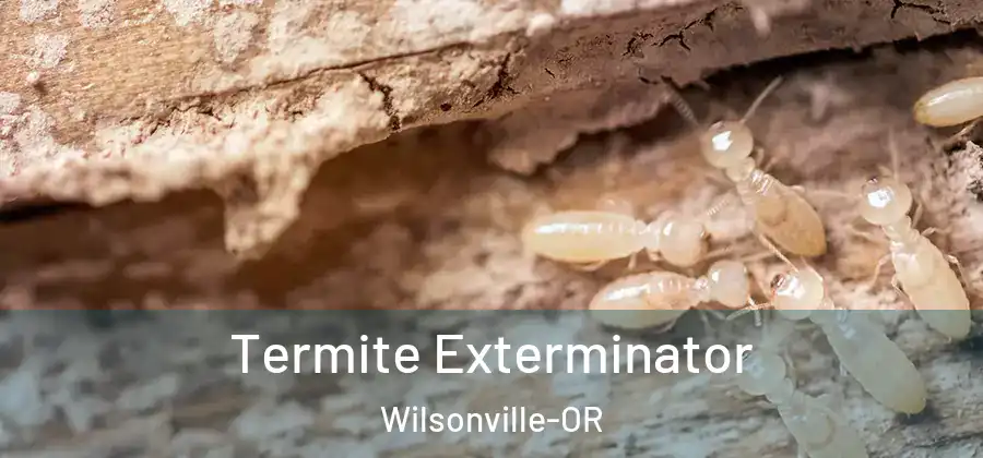 Termite Exterminator Wilsonville-OR