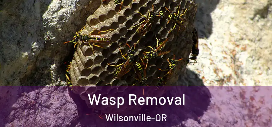  Wasp Removal Wilsonville-OR